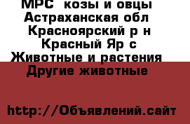МРС: козы и овцы - Астраханская обл., Красноярский р-н, Красный Яр с. Животные и растения » Другие животные   